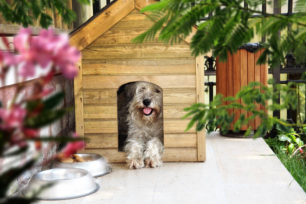 Discover The Greatest House To Your Dog On this page