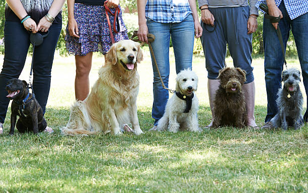 The Benefits of Therapy Dog Training