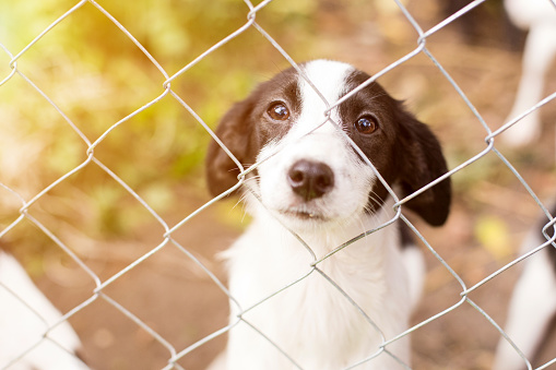 How to Choose the Best Invisible Dog Fencing System