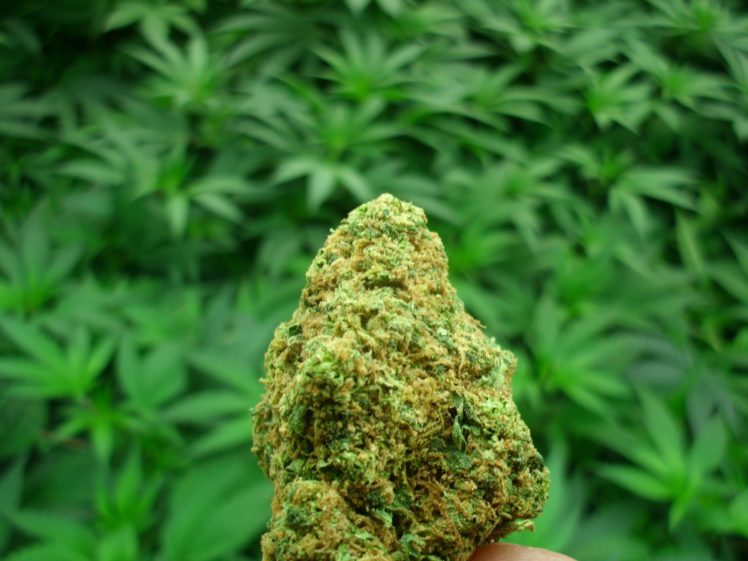 4 Prominent Reasons To Prioritize The Online Dispensaries!