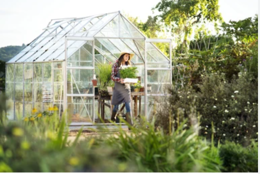 The Best 4 Challenging Crops To Grow In A Greenhouse