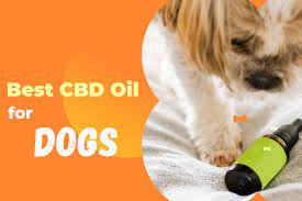 Miracle Cure or Myth – Does best CBD Work For Dogs?