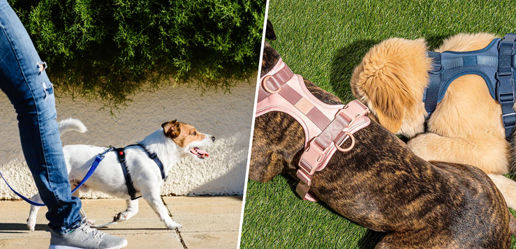Take Control of Your Pet with the Revolutionary Halo Dog Collar