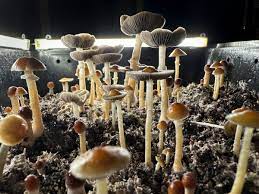 Shrooms DC: A Journey to Psychedelic Bliss