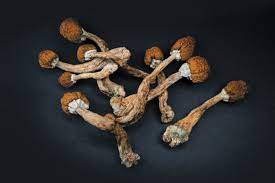 Magic Mushrooms: Debunking Typical Beliefs and Misconceptions