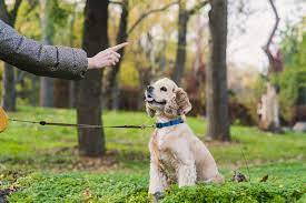 Best Online Dog Training Courses: Paving the Way to a Well-Behaved Pup