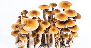 Exploring Consciousness: The Best Places to Buy Magic Mushrooms