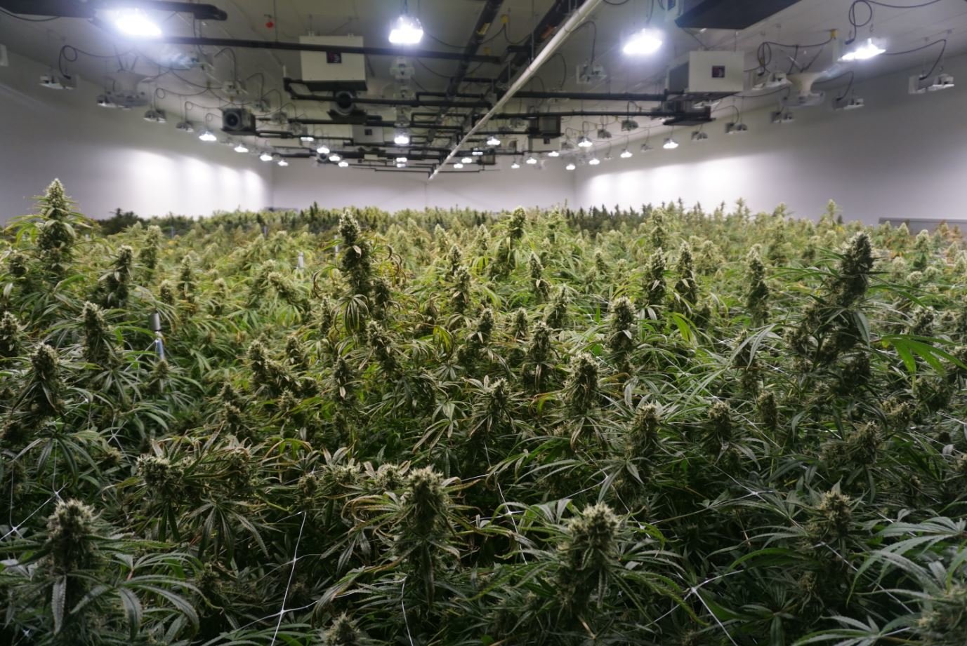 Cannabis Dehumidifiers: Key to Managing Humidity and Plant Health